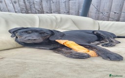 Mixed Breed dogs for sale: Labrador Rottweiler puppy - Image 2