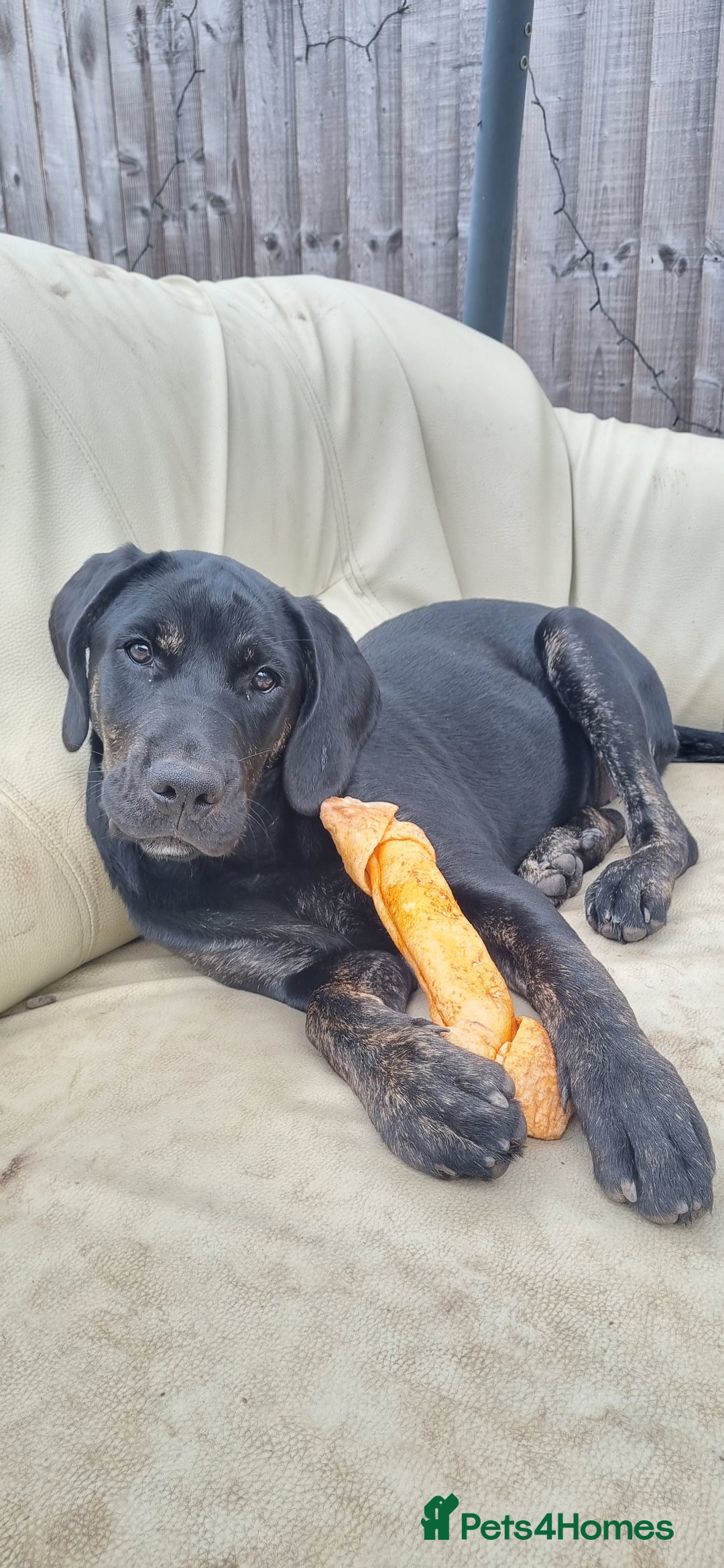 Mixed Breed dogs for sale: Labrador Rottweiler puppy - Image 2