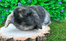 Mini Lop rabbits for sale: Stunning mini lop bunnies ready to reserve  - Advert 13