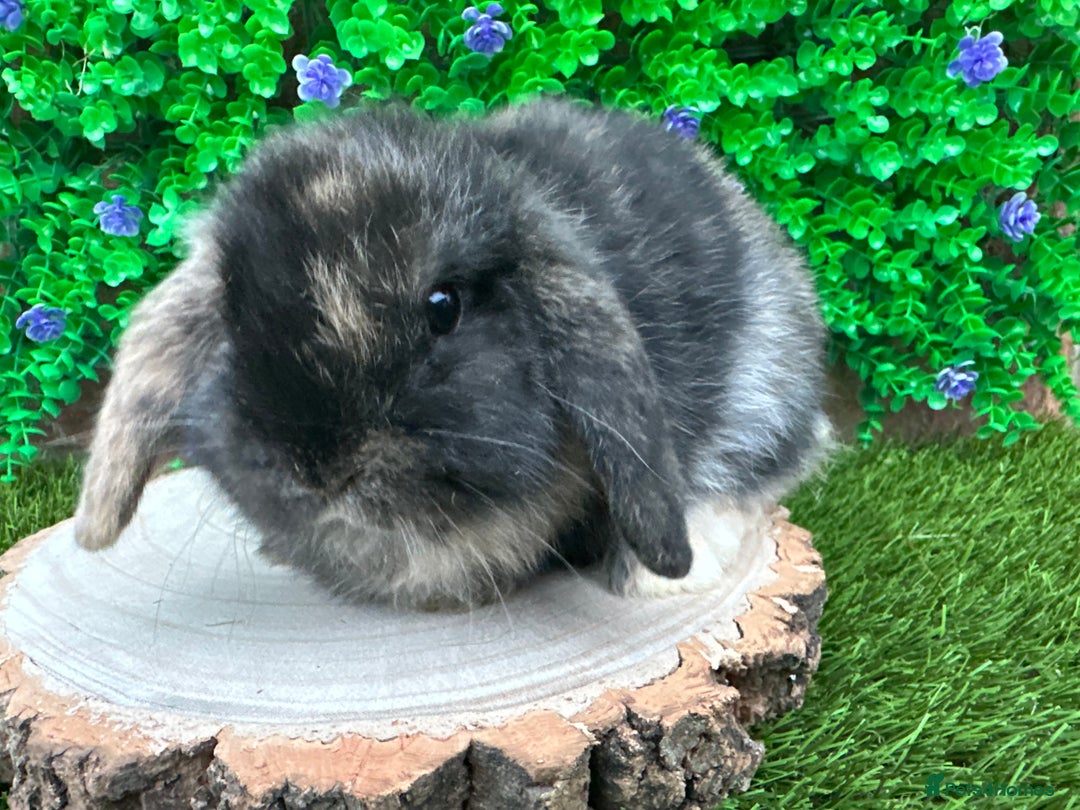 Mini Lop rabbits for sale: Stunning mini lop bunnies ready to reserve  - Advert 13