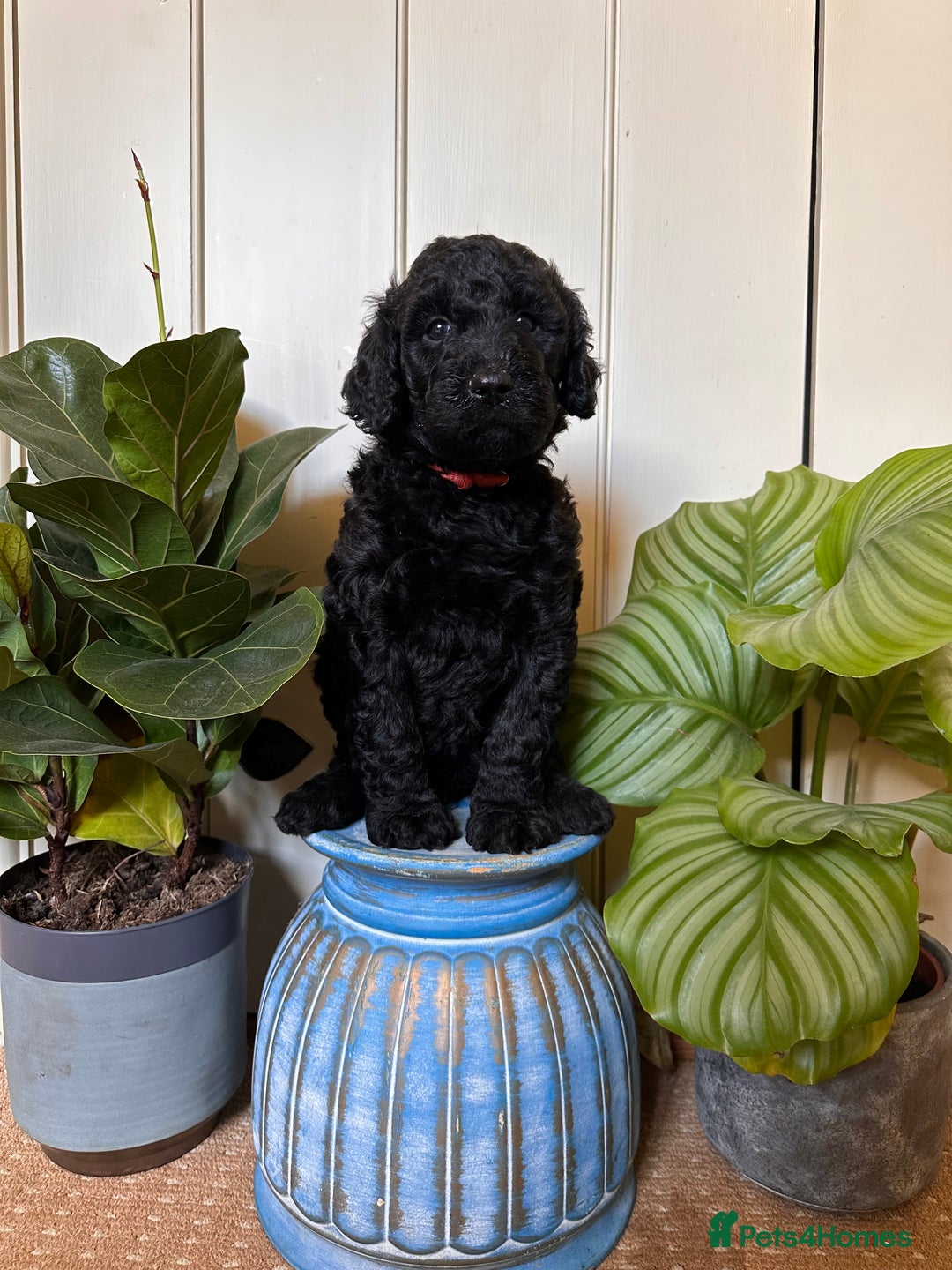 Goldendoodle dogs for sale: Standard Goldendoodle Puppies - Waiting List - Image 7