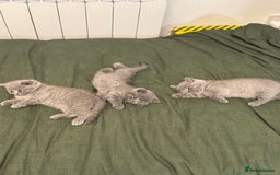 British Shorthair cats for sale: British Shorthair kittens (2 boys) - Image 6