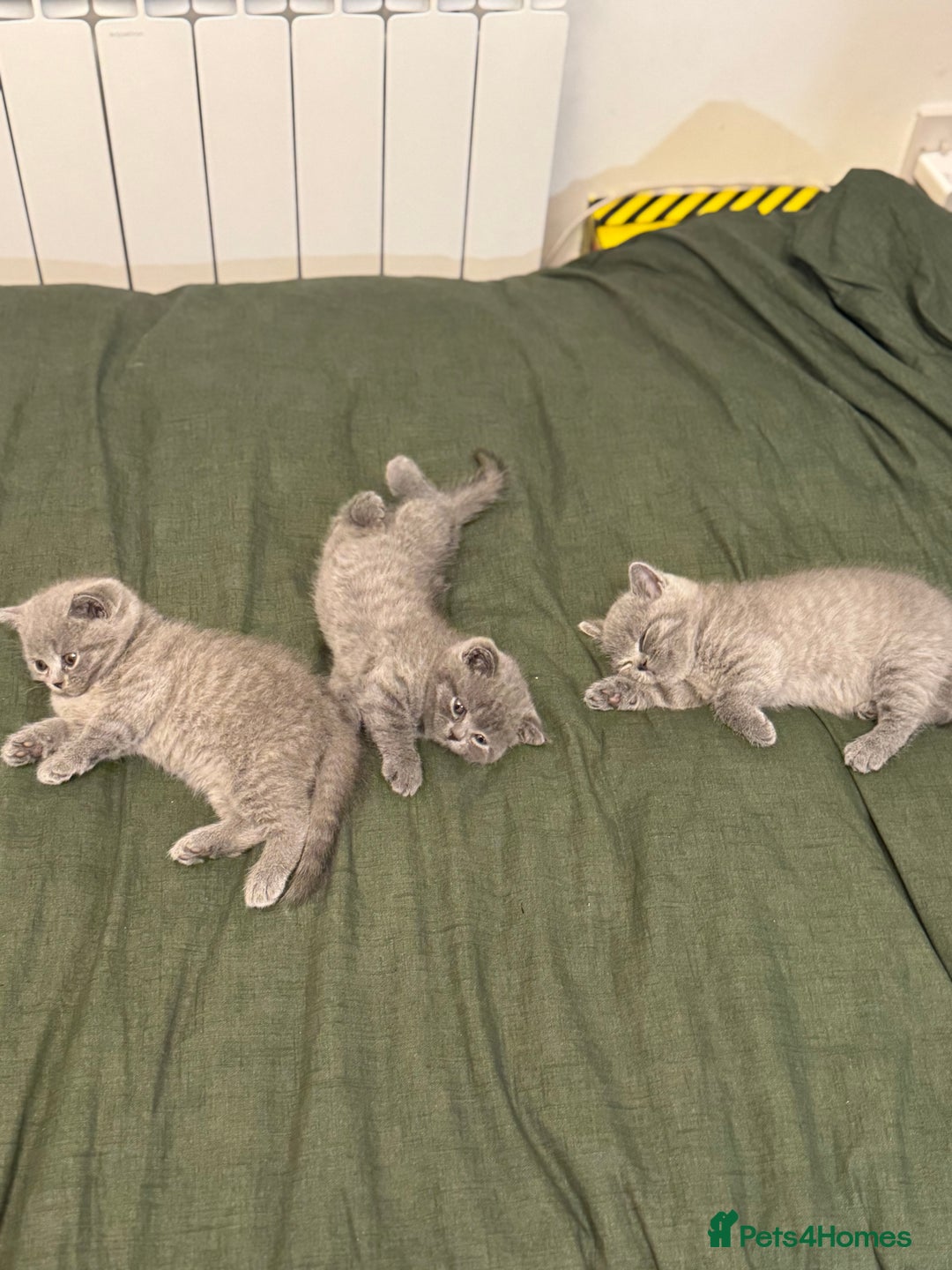 British Shorthair cats for sale: British Shorthair kittens (2 boys) - Image 6