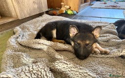 German Shepherd dogs for sale: German Shepard puppies  - Advert 17