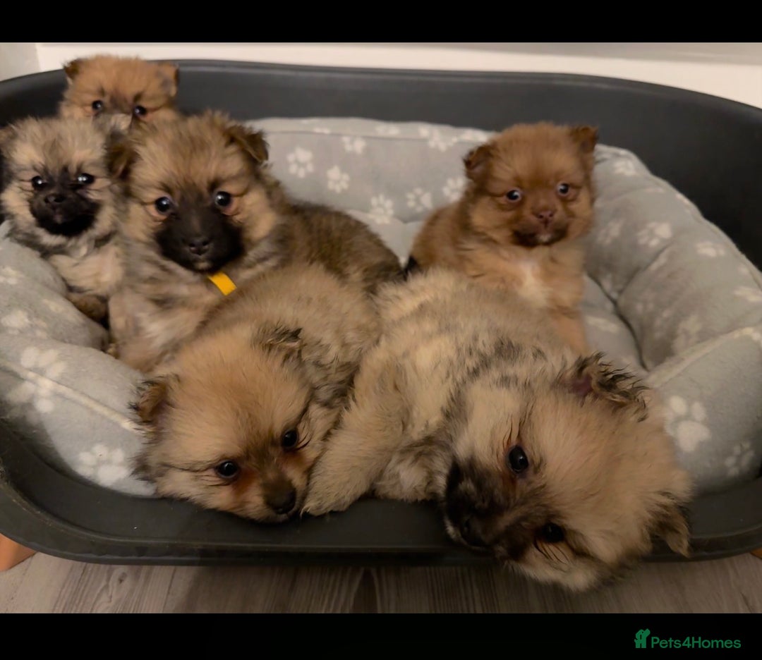 Pomeranian dogs for sale: 6 Adorable Mini/Tiny/ Fluffy Pomeranian Puppies  - Advert 2