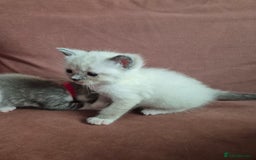 Ragdoll cats for sale: Ragdoll Kittens Gateshead - Image 6