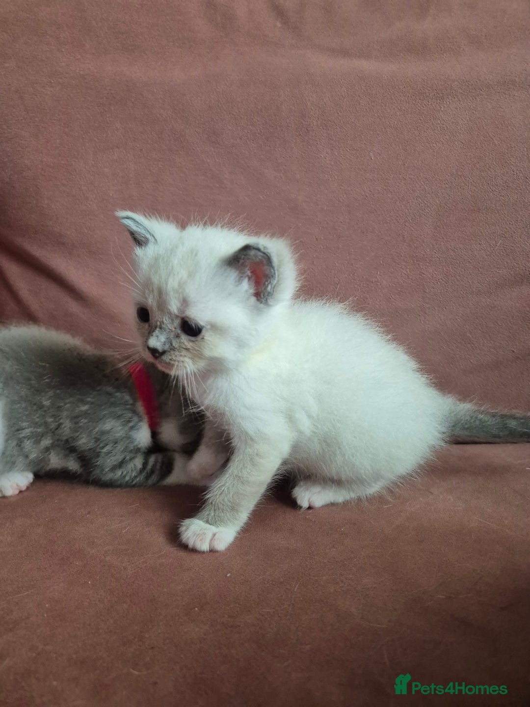 Ragdoll cats for sale: Ragdoll Kittens Gateshead - Image 6