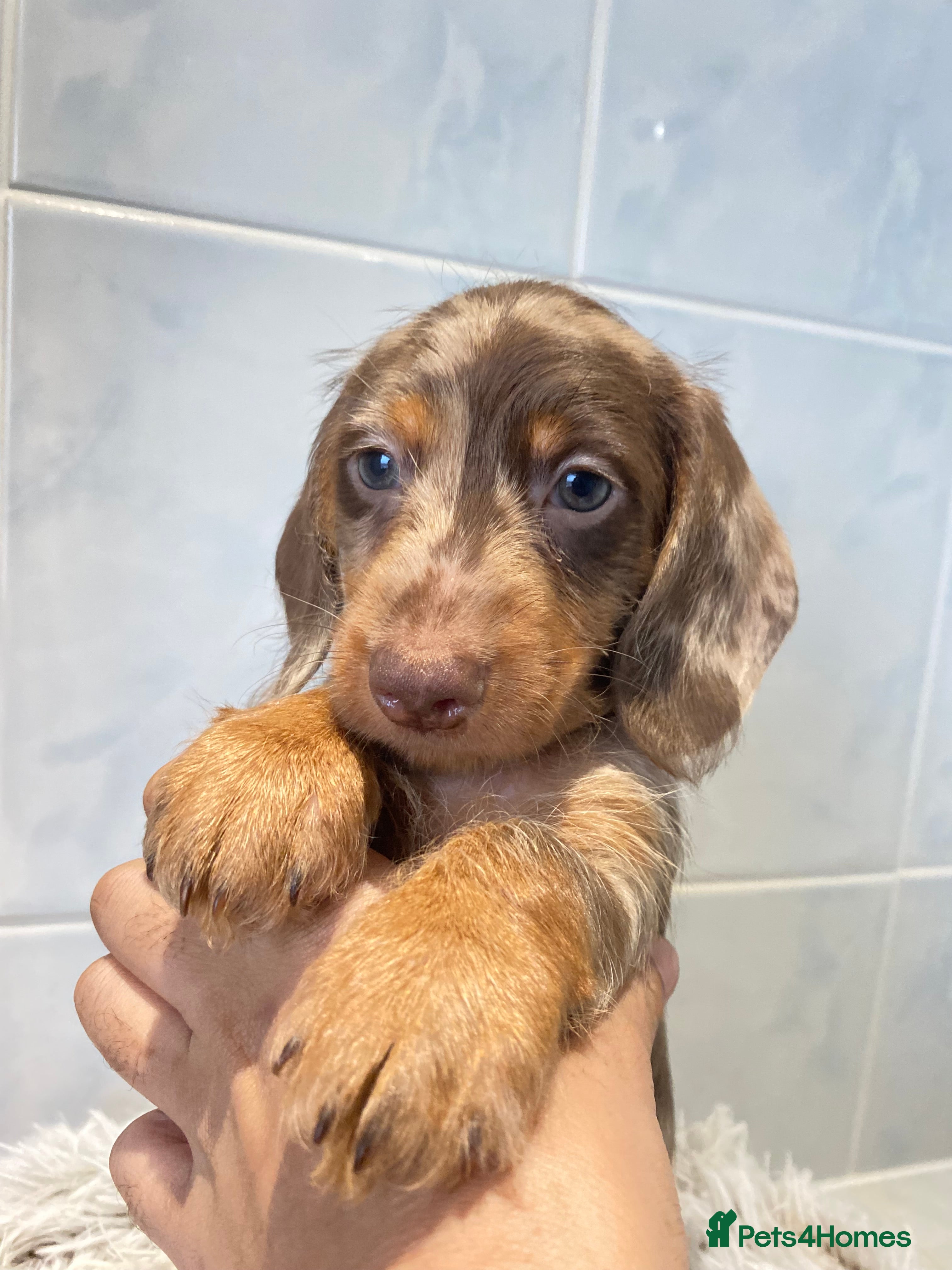 Miniature Dachshund dogs 💙💖Long hair&silky-wire hair dachshund💖💙 - Advert 1