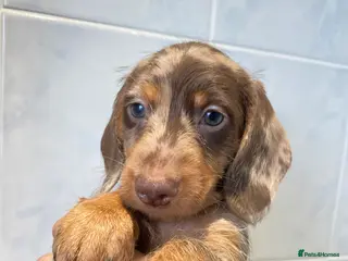 Miniature Dachshund dogs 💙💖Long hair&silky-wire hair dachshund💖💙 - Advert 1