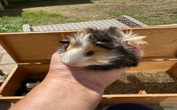 Guinea Pig rodents for sale: Funky haired male guinea pigs. - Image 12