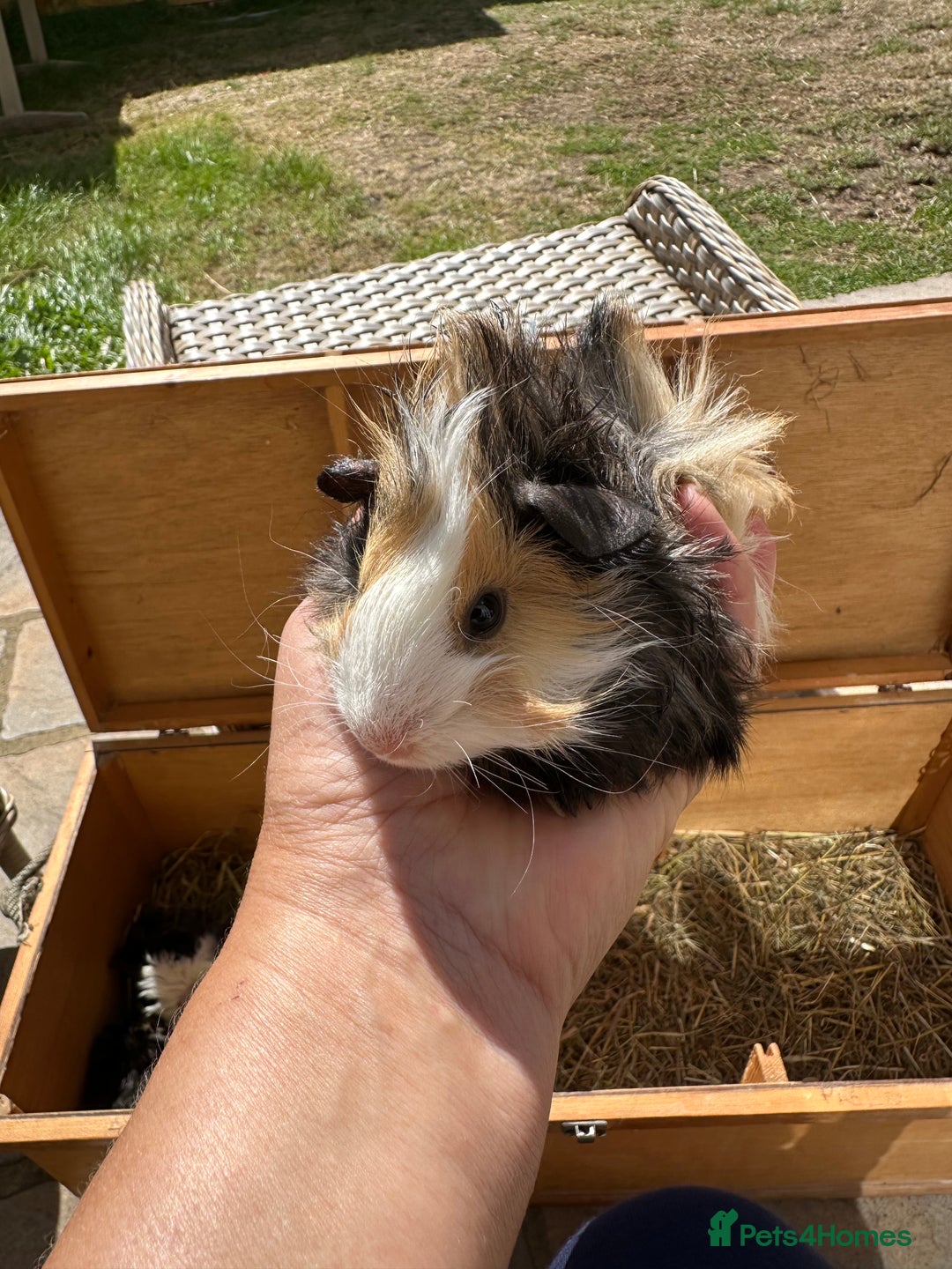 Guinea Pig rodents for sale: Funky haired male guinea pigs. - Image 12