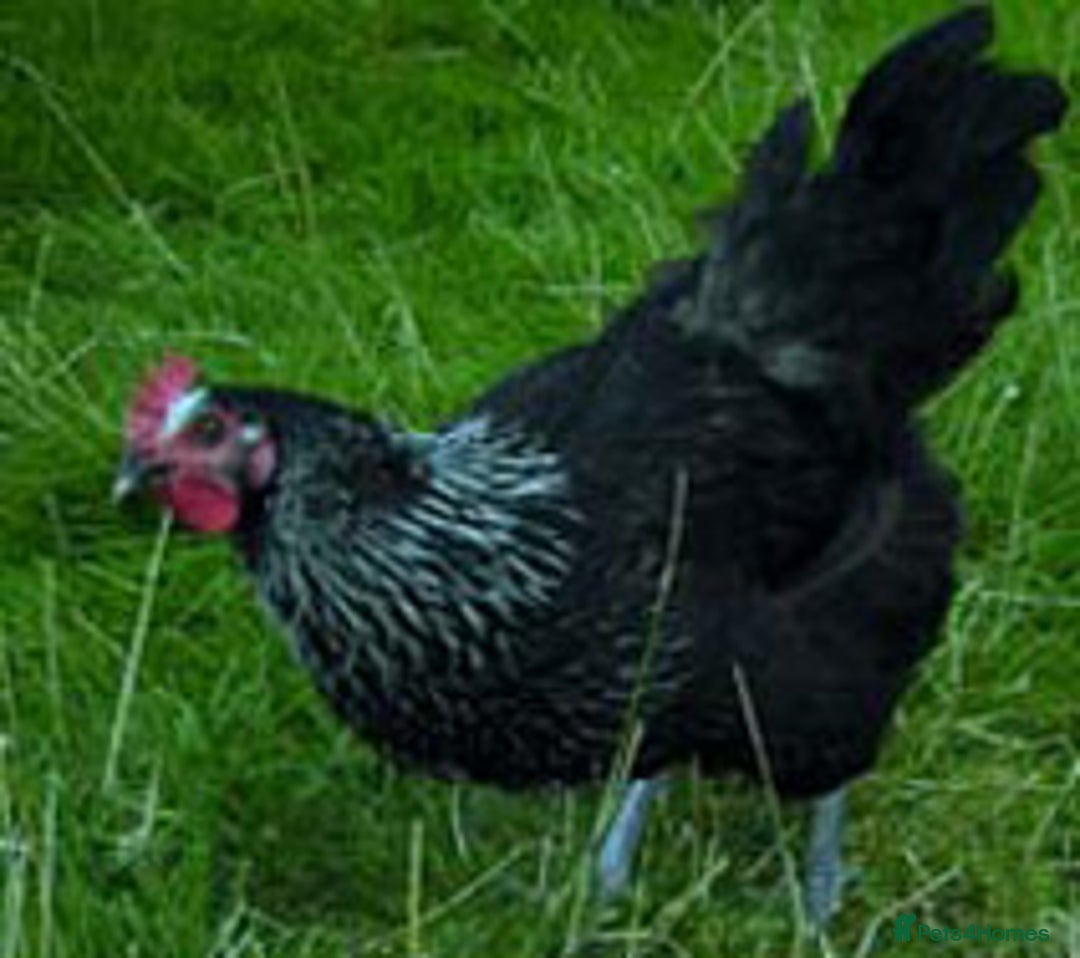 Chickens poultry for sale: Chickens for sale - Advert 6