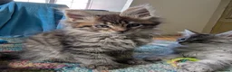 Maine Coon cats for sale: TICA Registered Maine Coon Kittens  - Advert 9