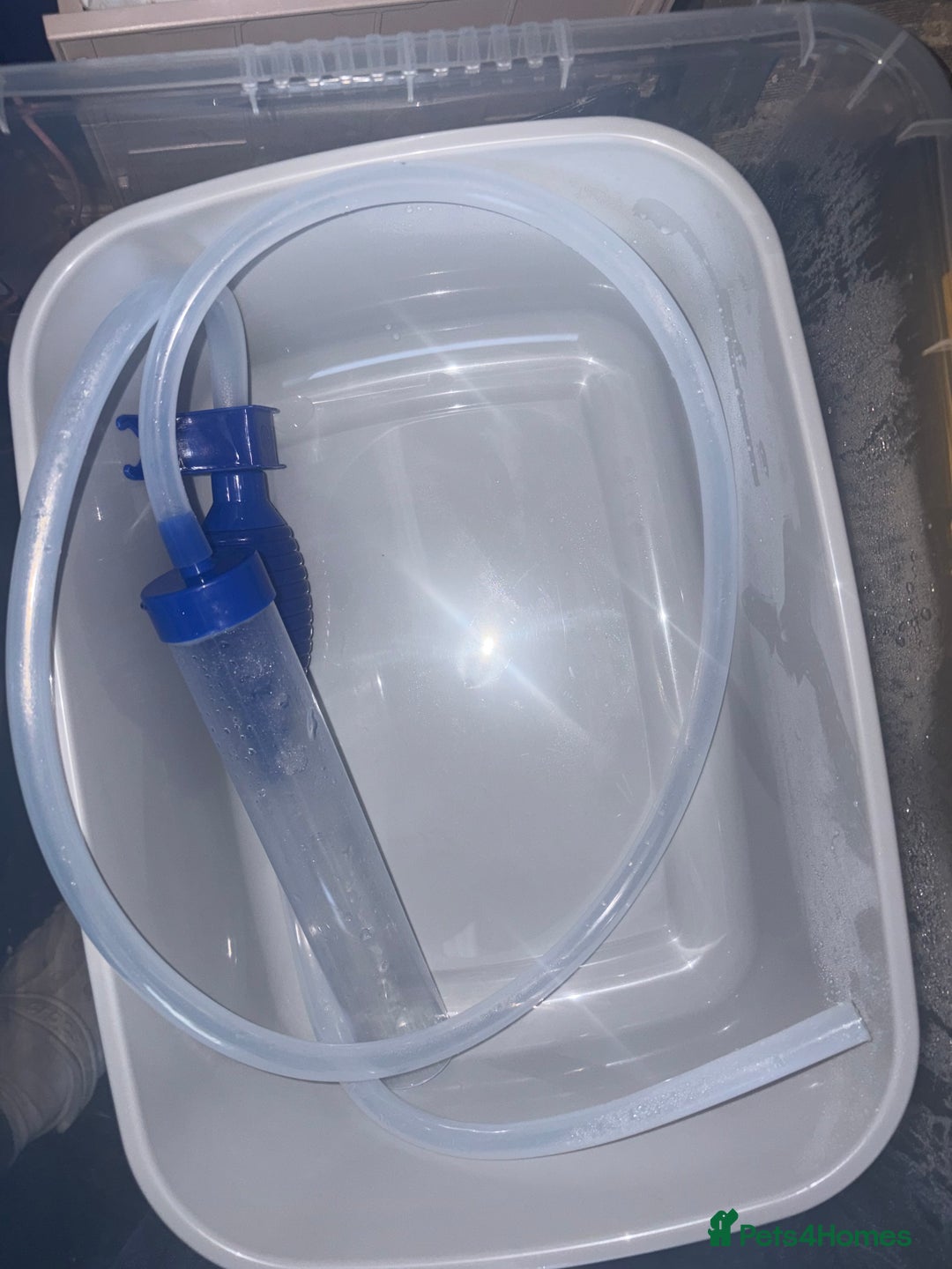 Fancy Goldfish fish for sale: goldfish - Advert 7