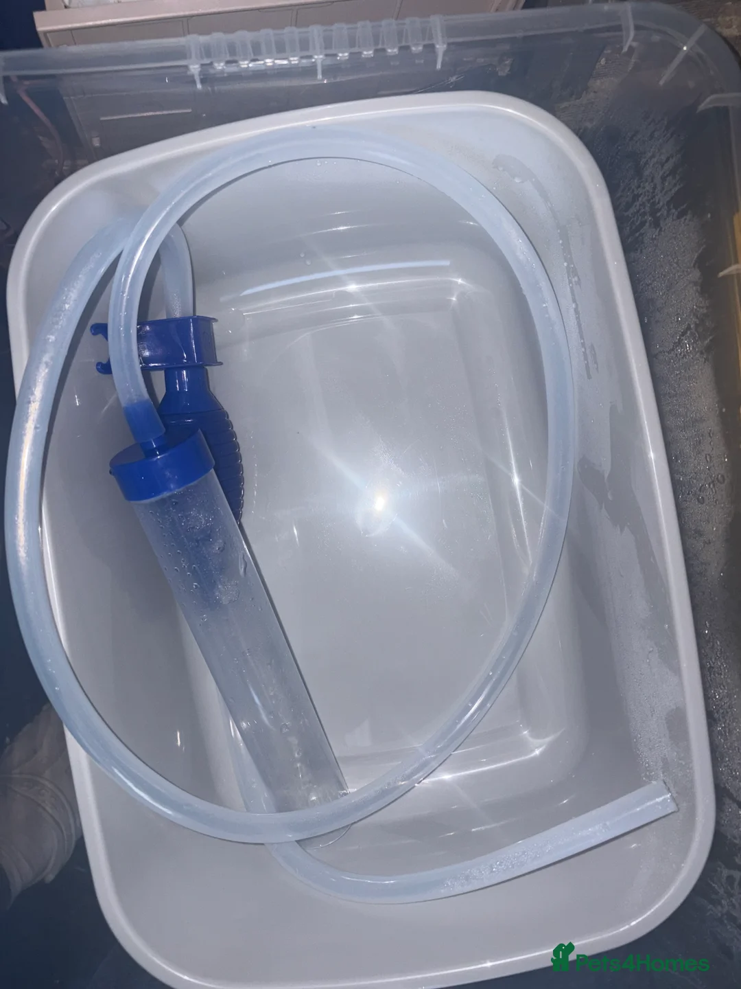 Fancy Goldfish fish for sale: goldfish - Advert 7