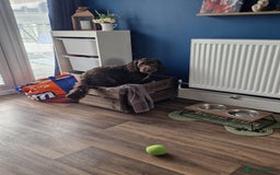 Cockapoo dogs for sale: MALE Cockapoo for sale - Image 16