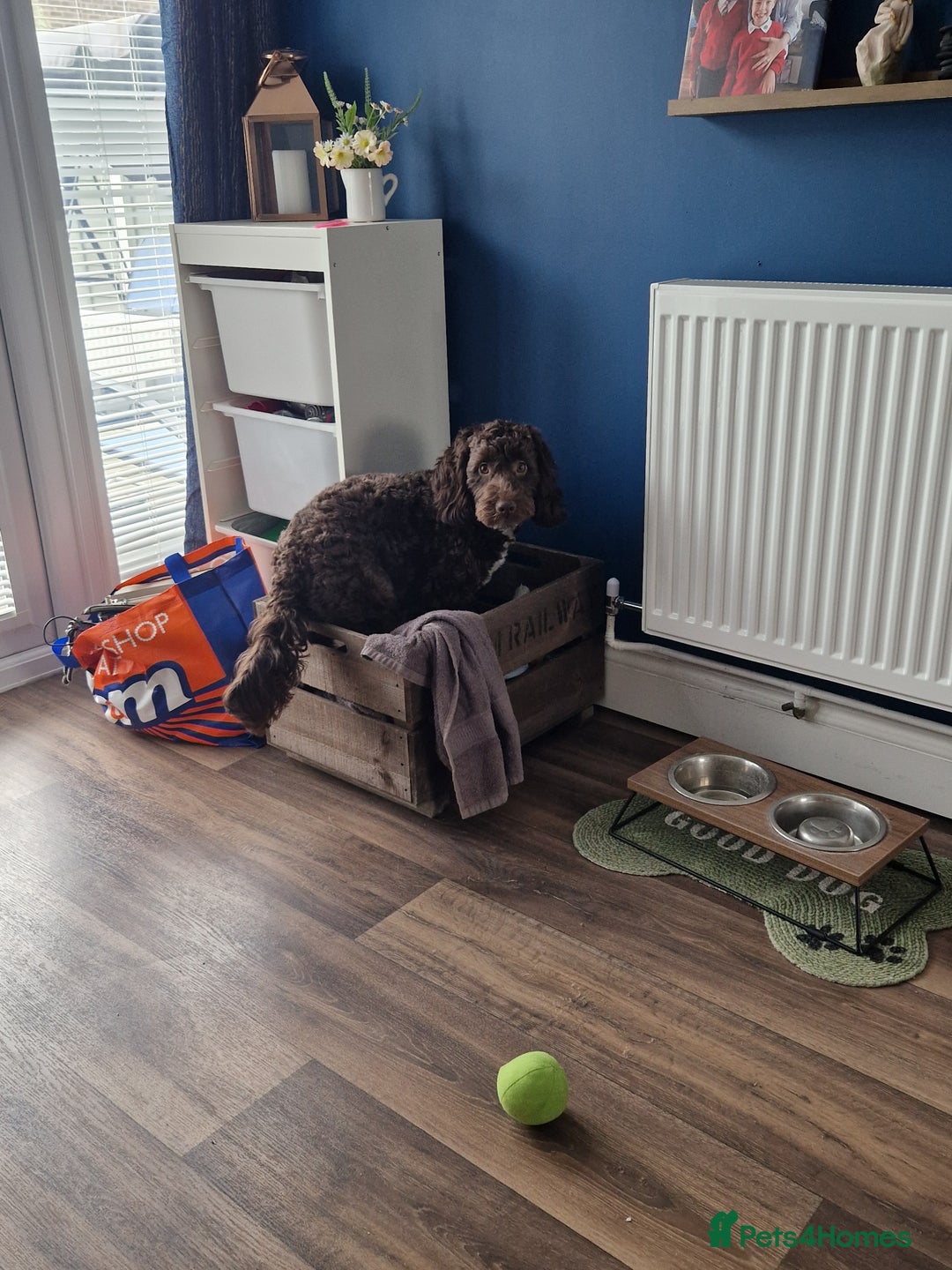 Cockapoo dogs for sale: MALE Cockapoo for sale - Image 16