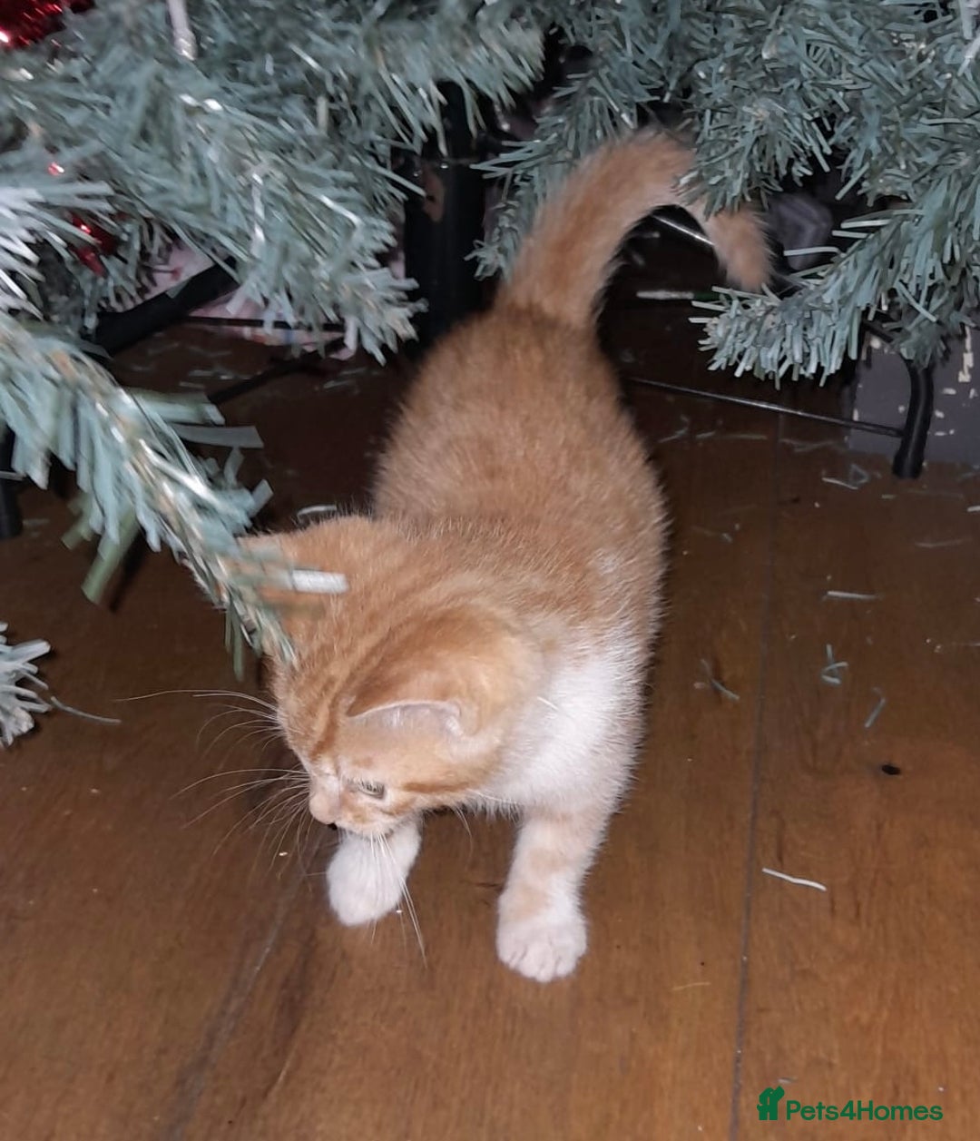 Mixed Breed cats for sale: 4 Adorable kittens for sale.  Ready now.  - Advert 10