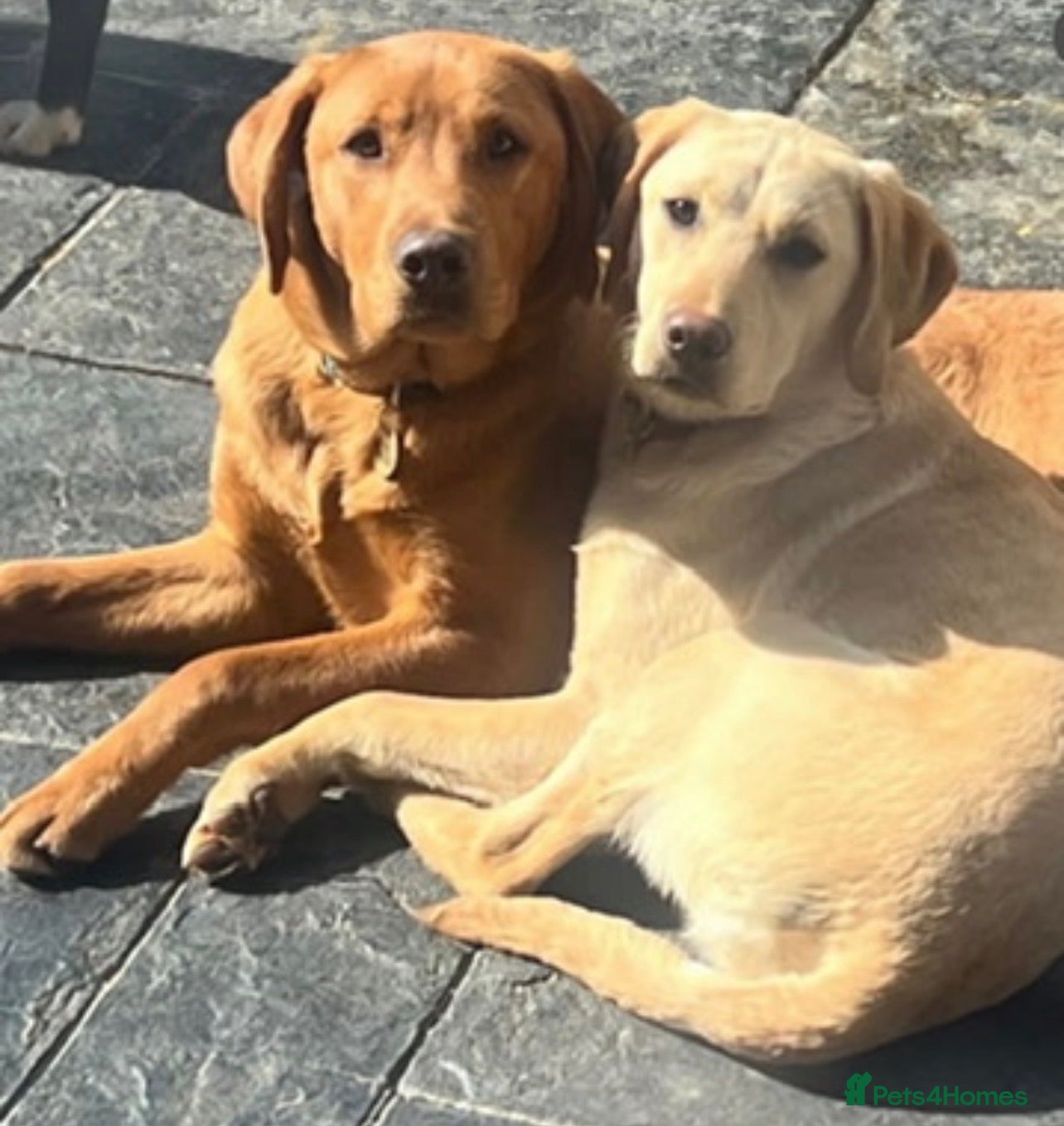 Labrador Retriever dogs Yellow & Red Labrador Pups health tested parents - Advert 1