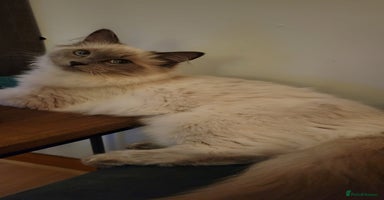 Mixed Breed cats - Advert 6