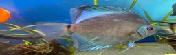 Discus fish for sale: 6 Large Discus  in Sutton - Advert 7