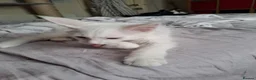 Maine Coon cats for sale: Maine Coon Kittens for Sale - Advert 17