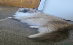 Ragdoll cats for sale: 💎 2 Exceptional Pedigree Ragdolls-young adults💎 - Image 9