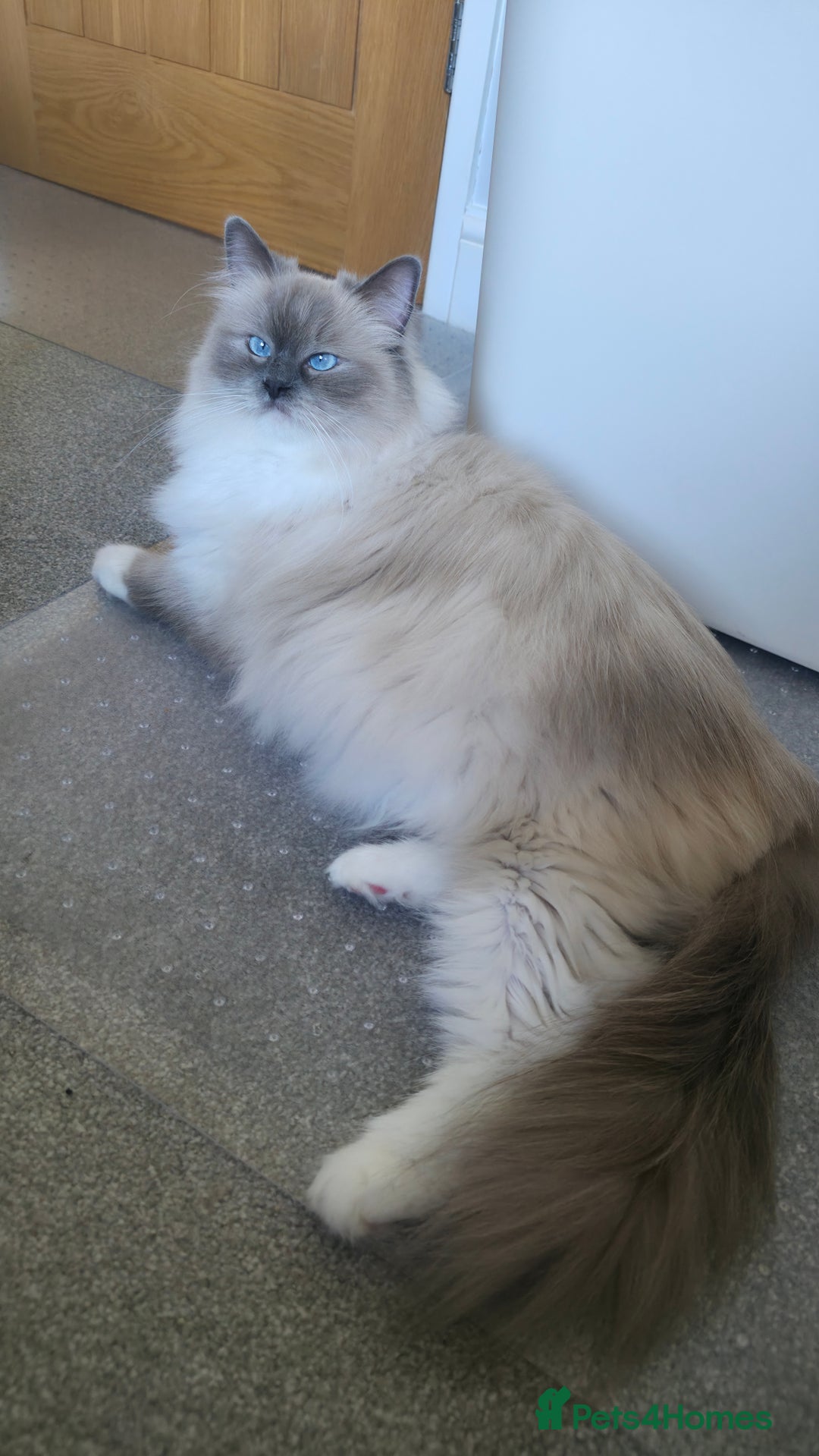 Ragdoll cats for sale: 💎 2 Exceptional Pedigree Ragdolls-young adults💎 - Image 9