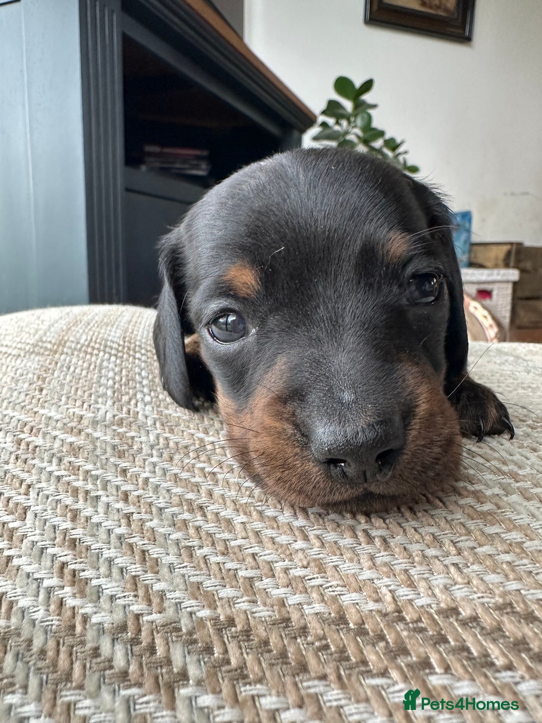Miniature Dachshund dogs for sale: Ready Soon - Gorgeous KC Reg. Miniature Dachshund - Advert 13