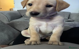 Labrador Retriever dogs for sale: 7 beautiful red fox Labrador puppies for sale.  - Image 22