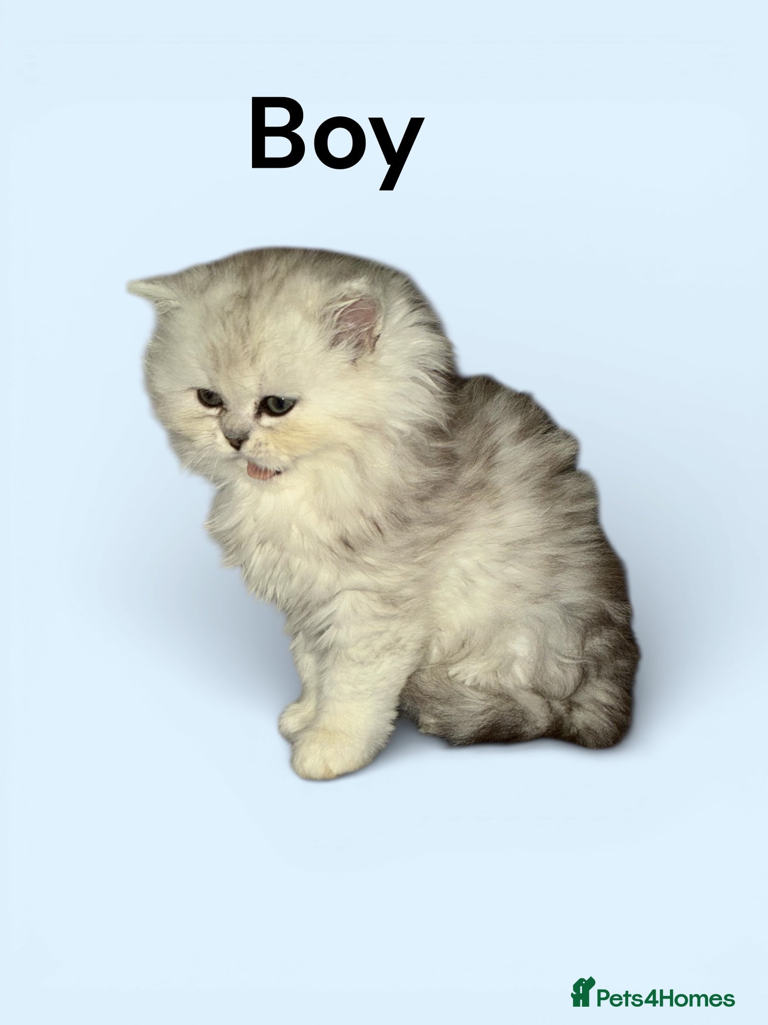 Persian cats 10 weeks Fabulous Persian chinchilla kittens - Advert 4