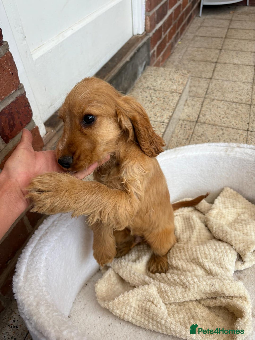 Cocker Spaniel dogs for sale: 1 male show type cocker spaniel available  - Image 4