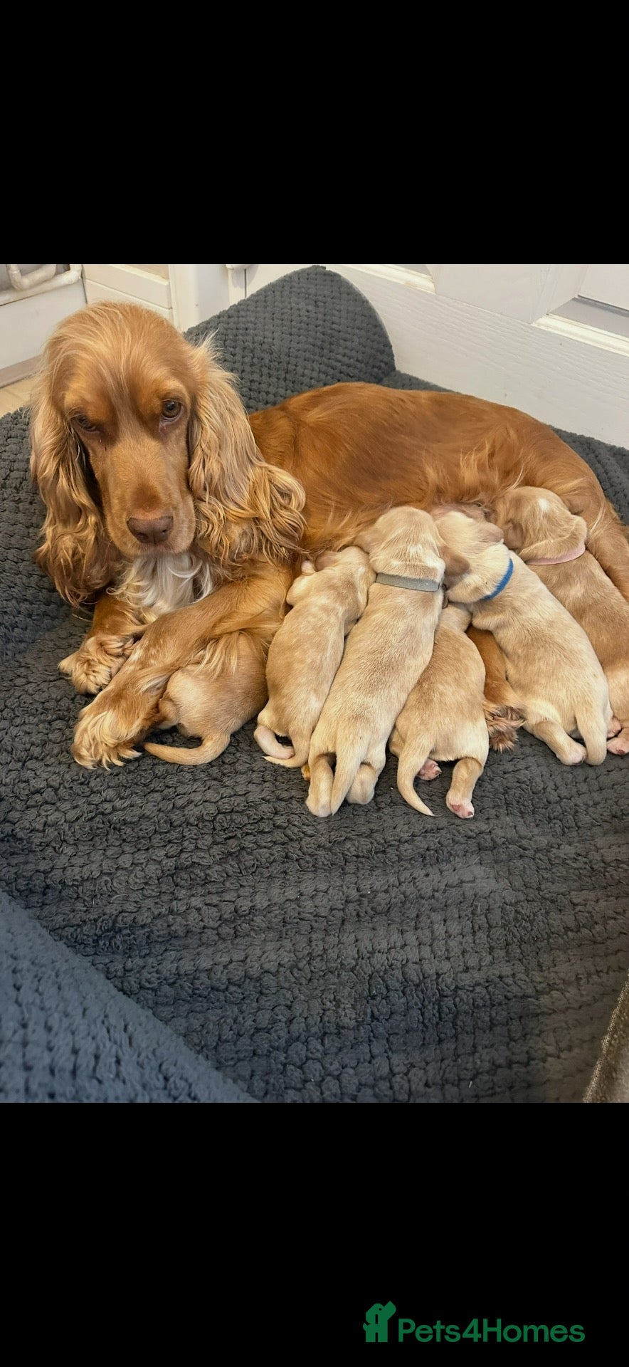 Cocker Spaniel dogs KC Reg - Golden Show Type Cocker Spaniel Puppy’s  - Advert 1