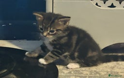 Mixed Breed cats for sale: Bengal x Bombay - Image 5