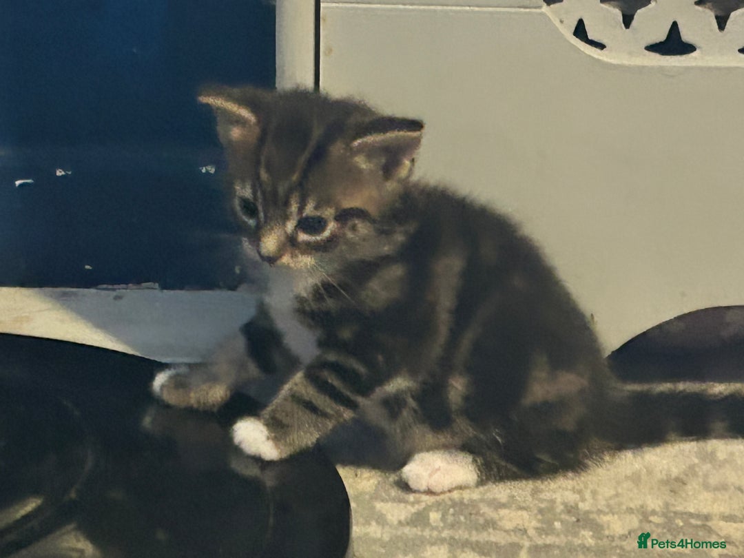 Mixed Breed cats for sale: Bengal x Bombay - Image 5