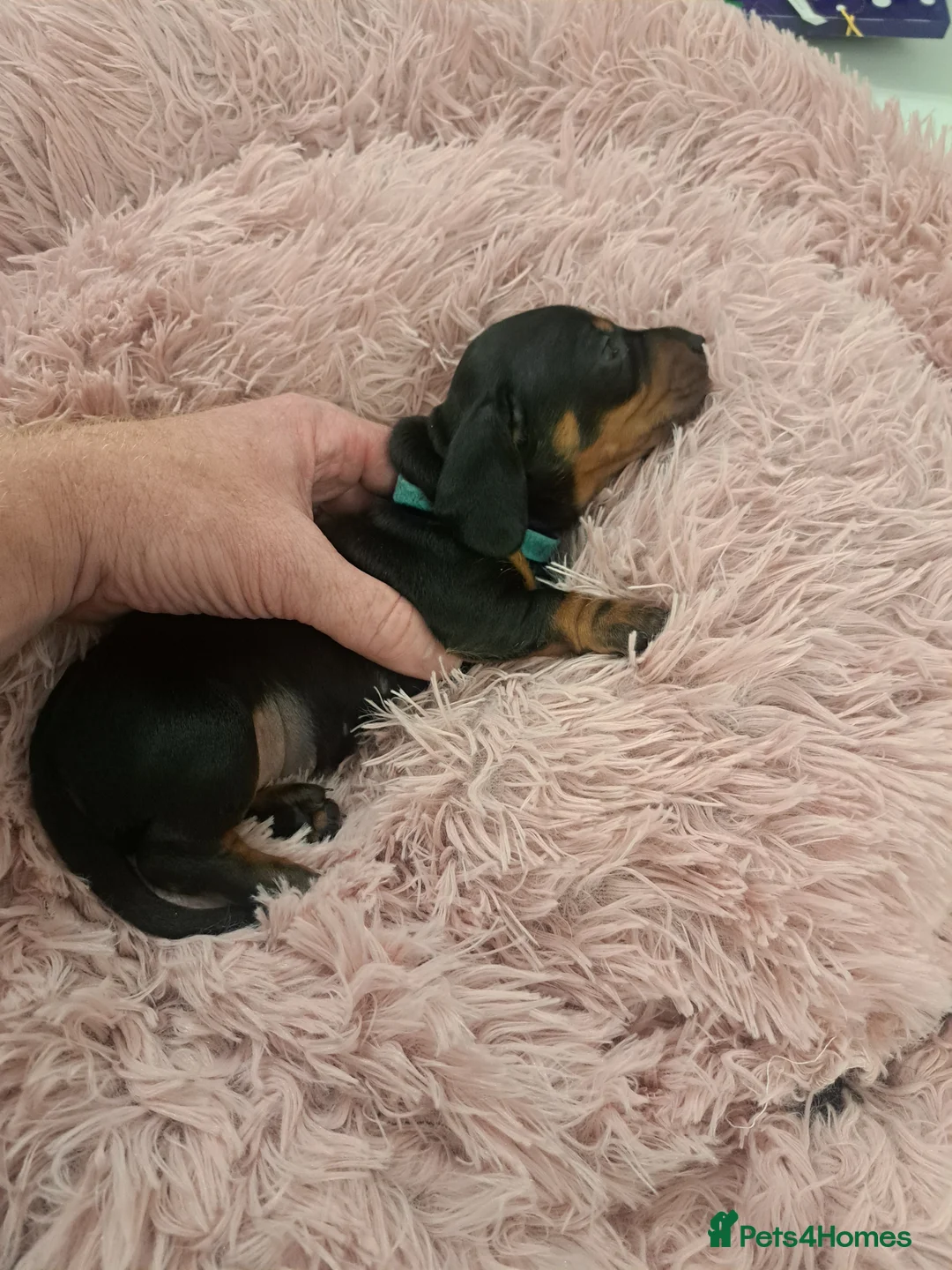 Miniature Dachshund dogs for sale: Minature Dachshund Puppies 1 boy remaining - Advert 3
