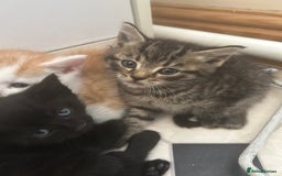 Mixed Breed cats for sale: Two male and three female kittens - Image 3
