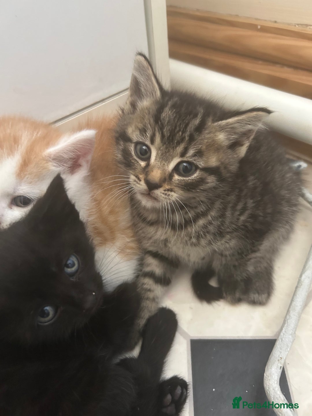 Mixed Breed cats for sale: Two male and three female kittens - Image 3