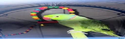 Ringnecks birds for sale: Ringneck parrot  - Advert 4