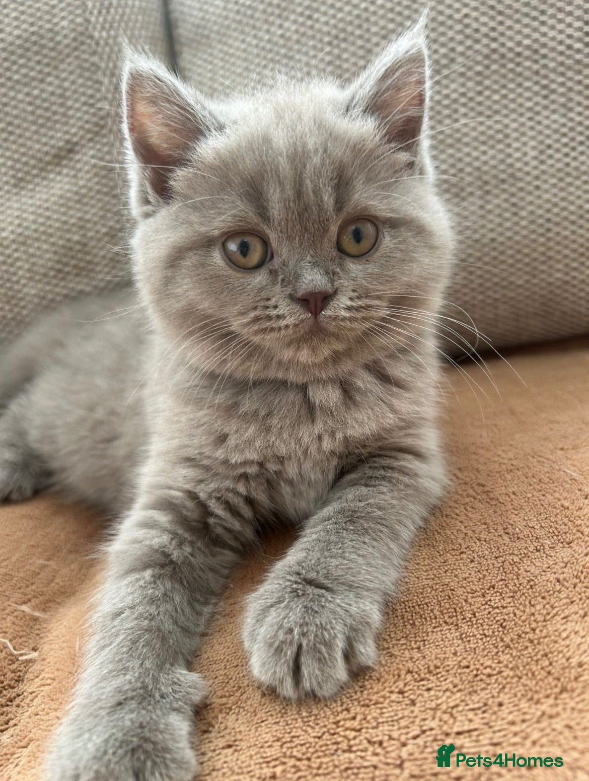 British Shorthair cats Beautiful British shorthair kittens  - Advert 6