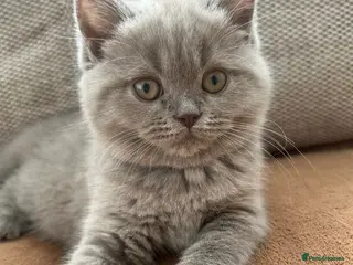 British Shorthair cats Beautiful British shorthair kittens - Advert 6