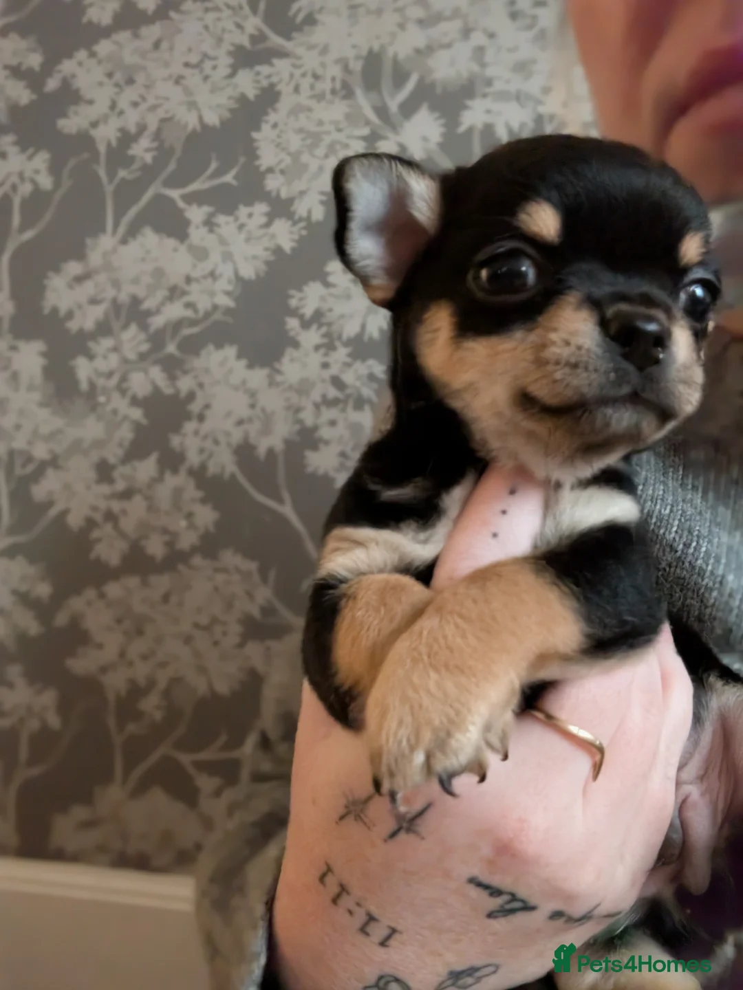 Chihuahua dogs for sale: Chihuahua Litter Due March  - Advert 3