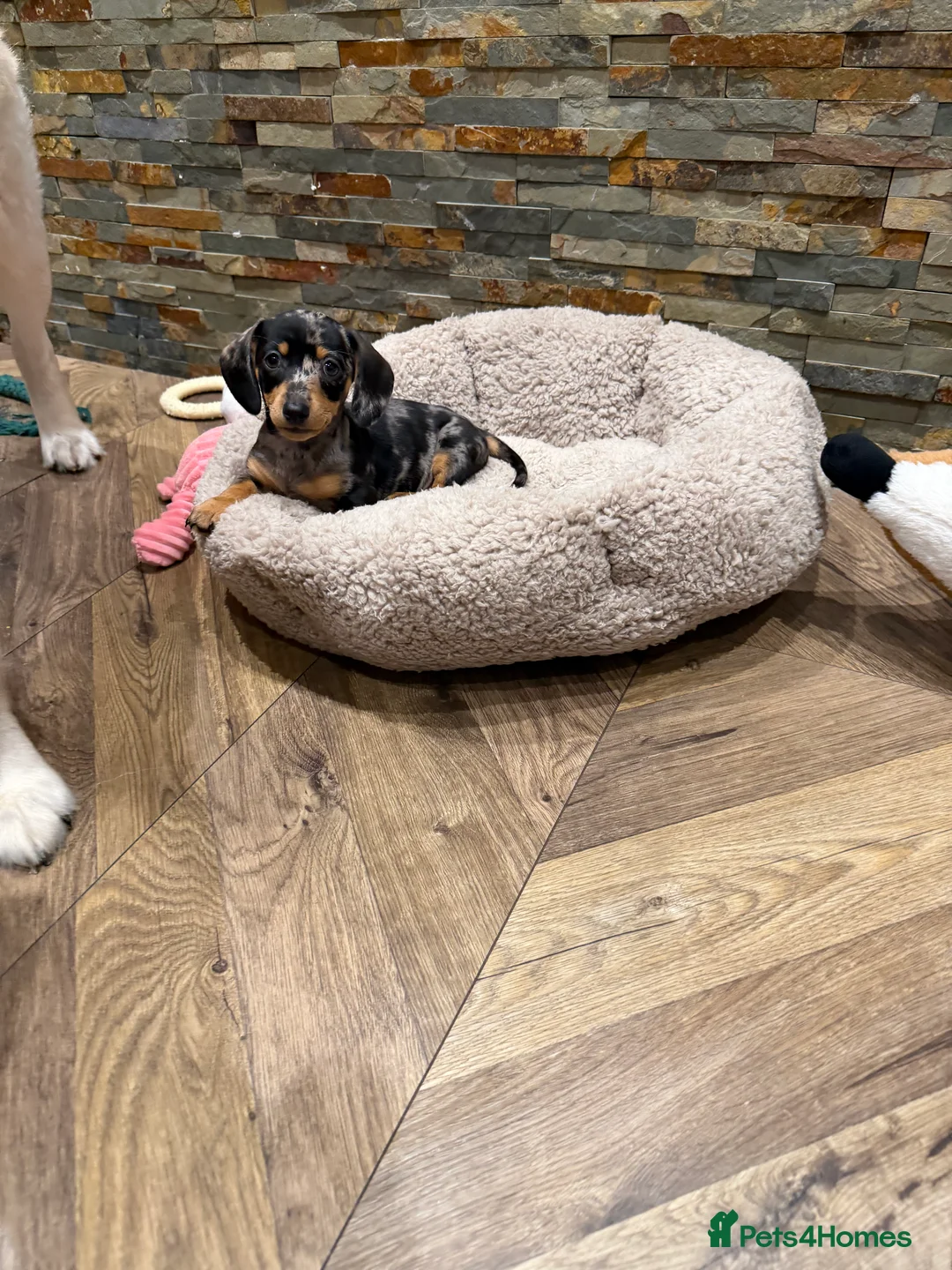 Miniature Dachshund dogs for sale: 🌼 Daisy 🌼  - Advert 7