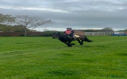 Fell horses for sale: Basil 13.2 registered fell gelding  - Image 7
