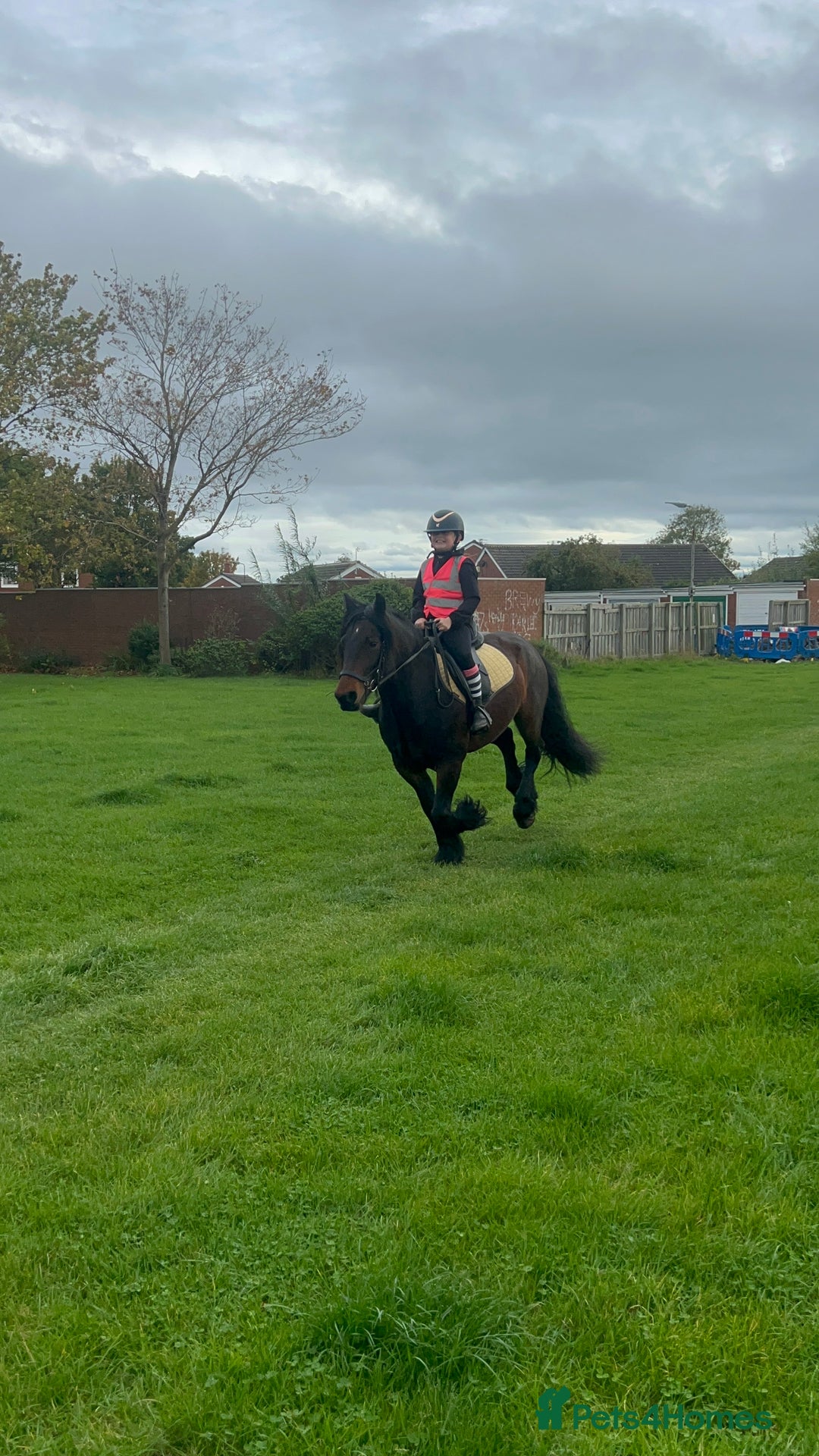 Fell horses for sale: Basil 13.2 registered fell gelding  - Image 7