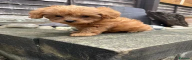 Toy Poodle 2