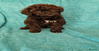 Cavapoo dogs - Advert 10