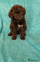 Cavapoo dogs - Advert 10