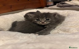British Shorthair cats for sale: Beautiful grey kitten male  - Image 4