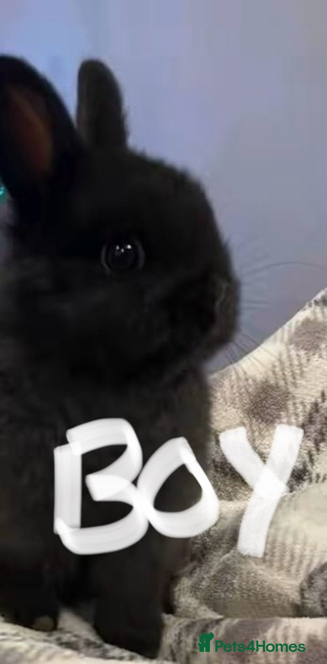 Netherland Dwarf rabbits for sale: Pure Bred Netherland Dwarf Baby Rabbits - Advert 2